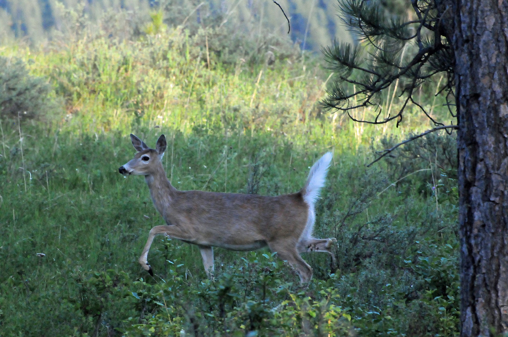 White-tailed deer